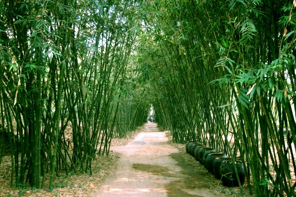 Cây Tre Linux cần nhiều tiền để làm gì?