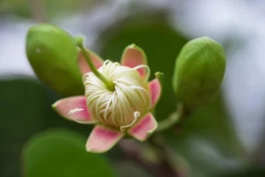 Lập trình C trên Linux dễ hay khó