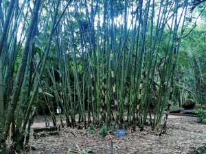 dnf và yum trên Cây Tre Linux sẽ như nào?