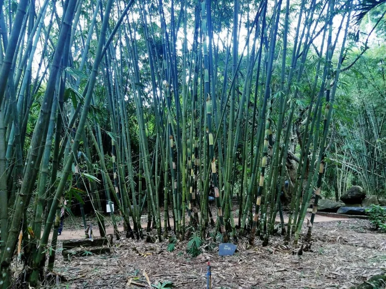 dnf và yum trên Cây Tre Linux sẽ như nào?