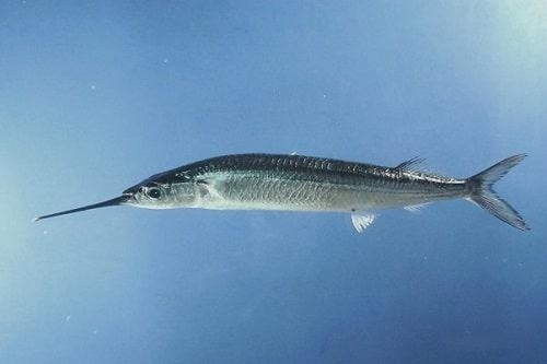 RHEL minimal và Cây Tre Linux minimal